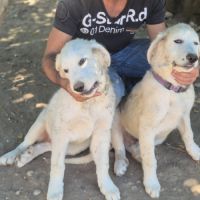 Chiots montagne des pyrénées cherche une famille #12