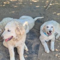 Chiots montagne des pyrénées cherche une famille #13