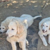 Chiots montagne des pyrénées cherche une famille #14