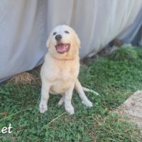 Chiots montagne des pyrénées cherche une famille #15
