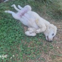 Chiots montagne des pyrénées cherche une famille #17