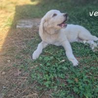 Chiots montagne des pyrénées cherche une famille #18