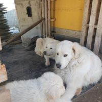 Chiots montagne des pyrénées cherche une famille #23