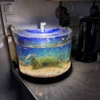 Ancistrus femelle 2€ #1