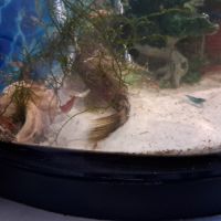 Ancistrus femelle 2€ #2