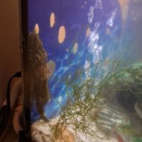 Ancistrus femelle 2€