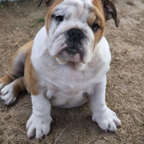 Magnifique chiot bulldog anglais lof