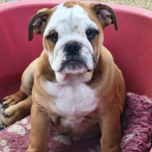 Magnifique chiot bulldog anglais lof #2