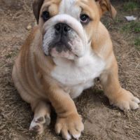 Magnifique chiot bulldog anglais lof #3