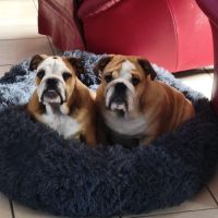 Magnifique chiot bulldog anglais lof #4