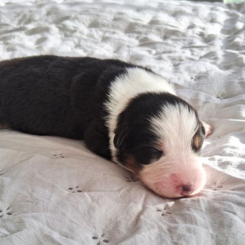 Chiots berger australien lof