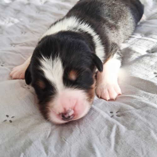 Chiots berger australien lof #3