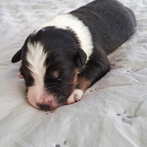 Chiots berger australien lof #4