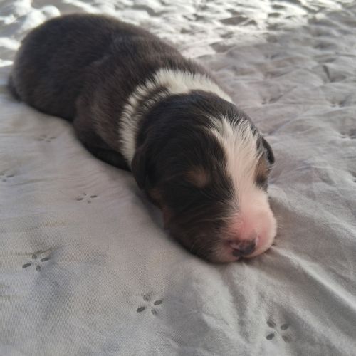 Chiots berger australien lof #5