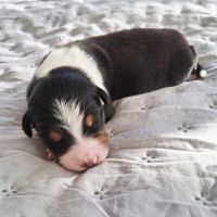 Chiots berger australien lof #2