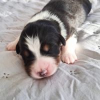 Chiots berger australien lof #3