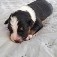 Chiots berger australien lof #4