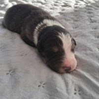 Chiots berger australien lof #5