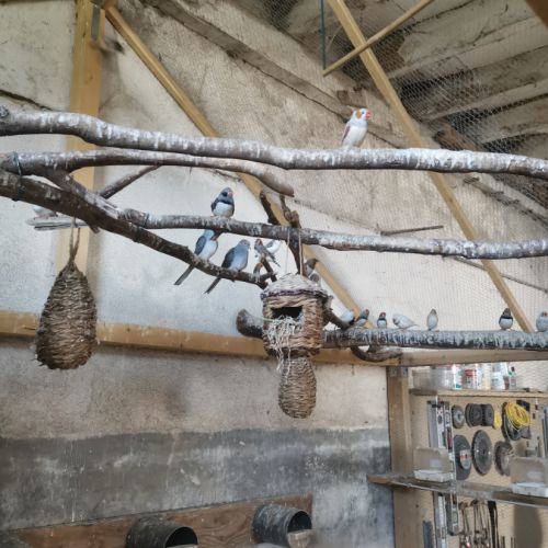 Lot oiseaux exotiques #1