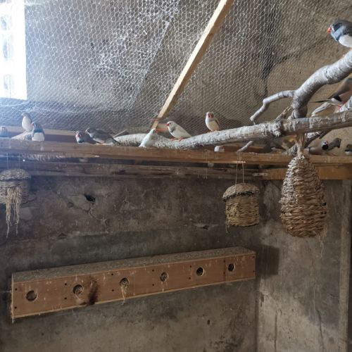 Lot oiseaux exotiques