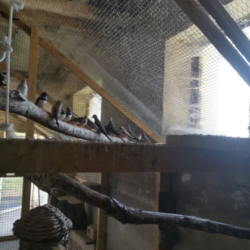 Lot oiseaux exotiques #3