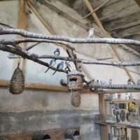 Lot oiseaux exotiques #1