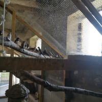 Lot oiseaux exotiques #3