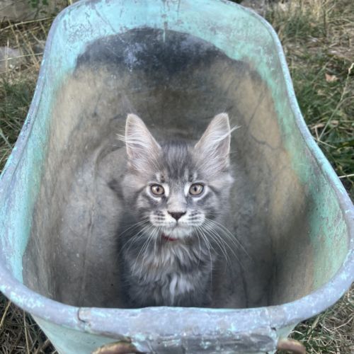 Adorables chatons maine coon loof #2