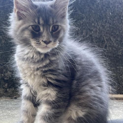 Adorables chatons maine coon loof #3