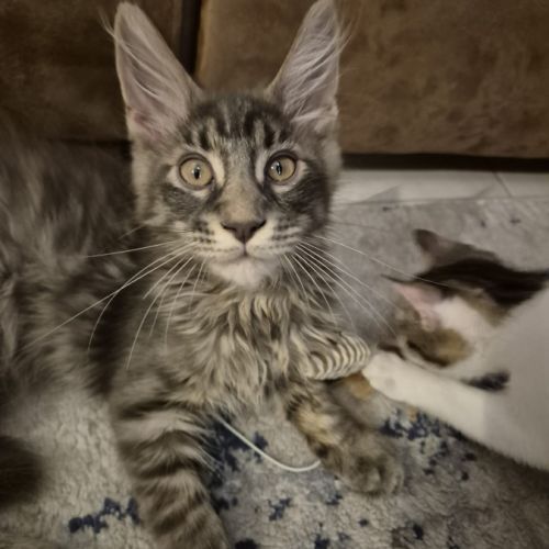 Adorables chatons maine coon loof #5