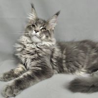 Adorables chatons maine coon loof #1