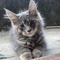 Adorables chatons maine coon loof
