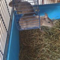 A donner deux octodons frères adorables