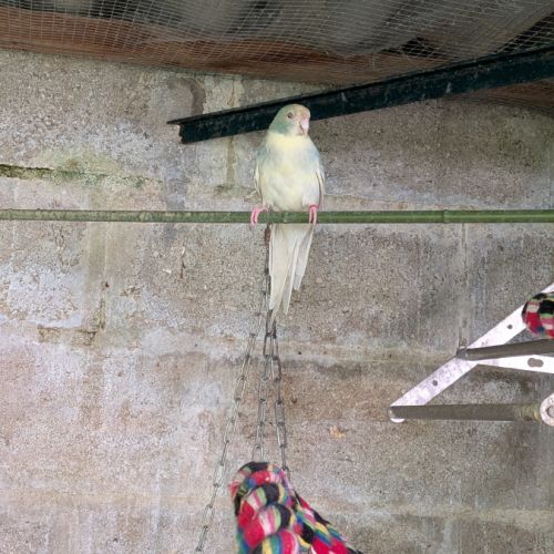 Un couple de kakarikis #1