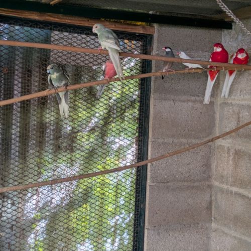 Un couple de kakarikis #2