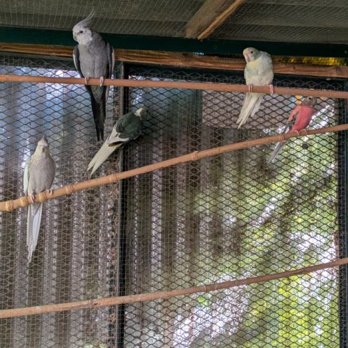 Un couple de kakarikis #3