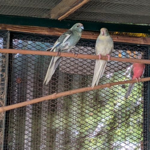 Un couple de kakarikis #4