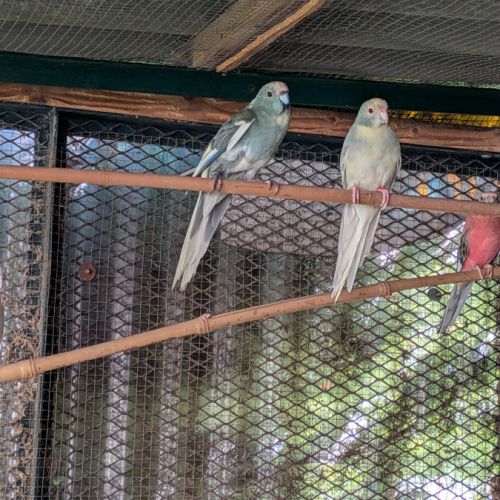 Un couple de kakarikis #5