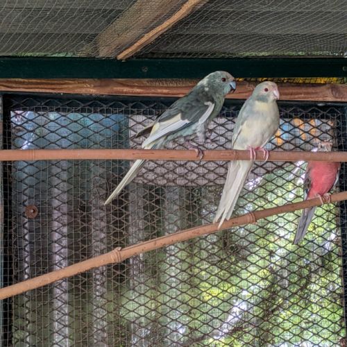 Un couple de kakarikis #0