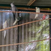 Un couple de kakarikis #3