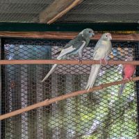 Un couple de kakarikis