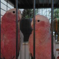 Un male et une femelle de cacatoes rosalbin 5 mois
