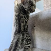 Chatons bengal black silver et brown