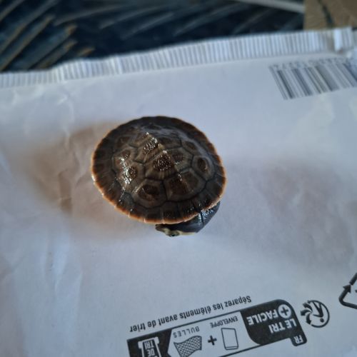 Emydura subglobosa juvénile #0