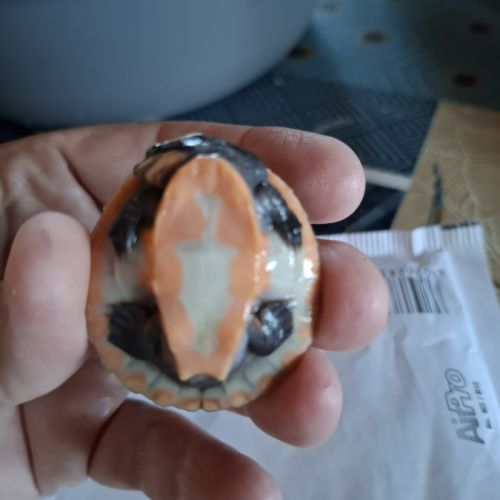 Emydura subglobosa juvénile #2