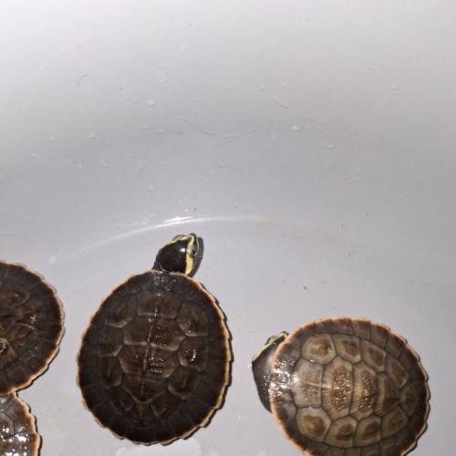 Emydura subglobosa juvénile #3