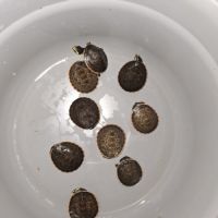 Emydura subglobosa juvénile #4