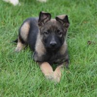 Chiot femelle berger belge malinois lof #1