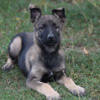 Chiot femelle berger belge malinois lof #2