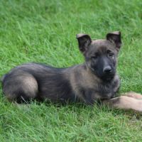 Chiot femelle berger belge malinois lof #3